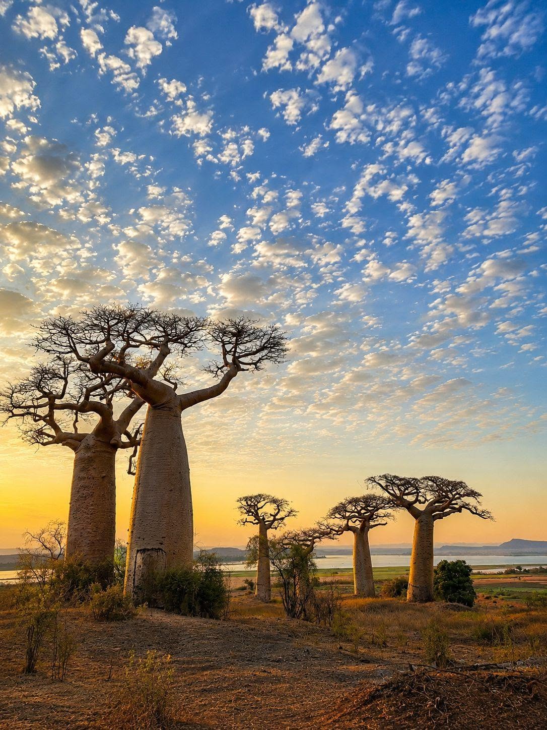Avenue of the Baobabs near Morondava Madagascar