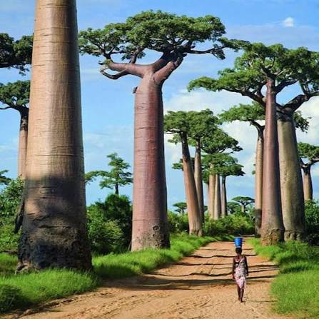 Morondava landscape in western Madagascar